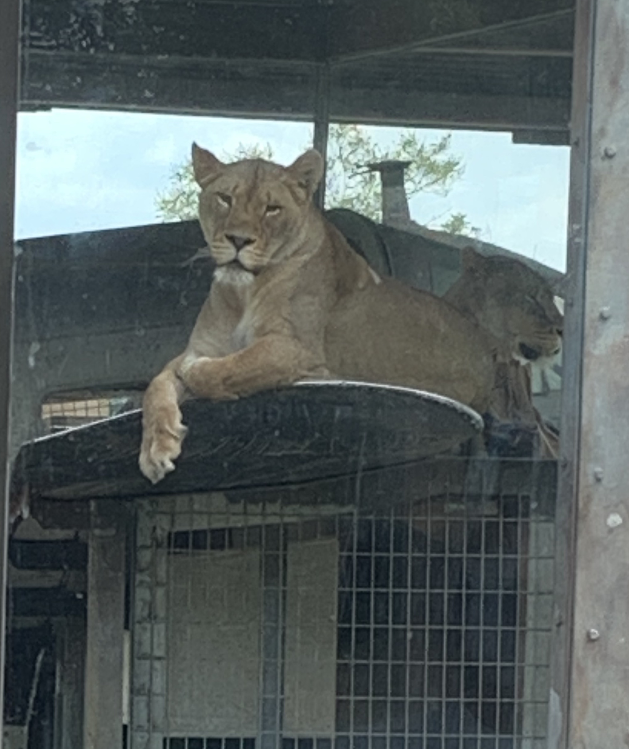 macombo columbus zoo